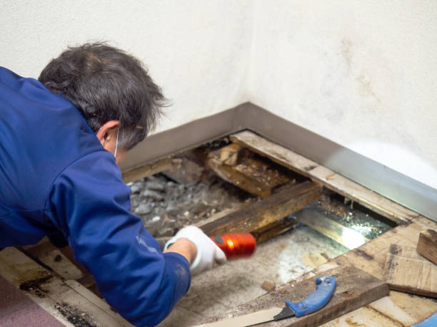 Best Professional Mold Removal  in Prices Fork, VA
