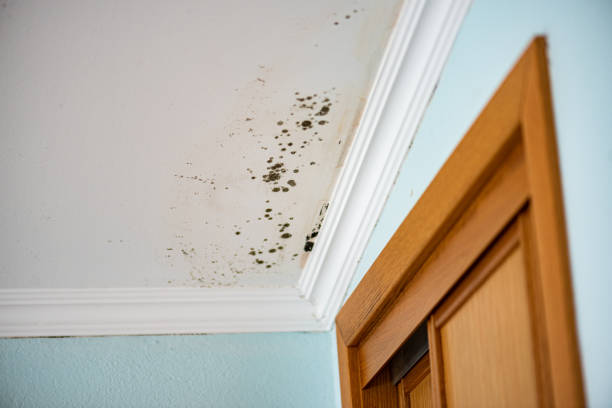 Best Commercial Mold Removal  in Prices Fork, VA