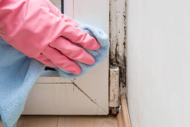 Best Fast Mold Removal  in Prices Fork, VA
