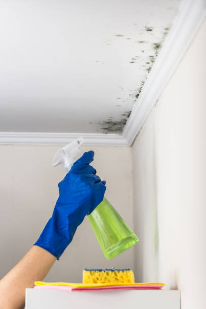 Best Toxic Mold Removal  in Prices Fork, VA
