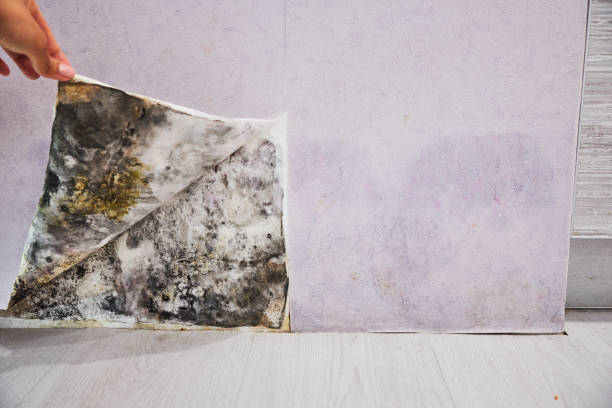 Best Office Mold Removal Services  in Prices Fork, VA
